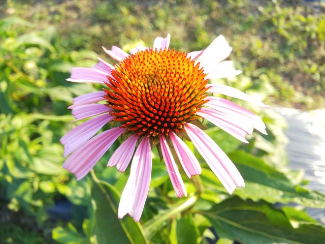 ハーブティー【エキナセア】リーフM 北海道より減農薬有機肥料の国産