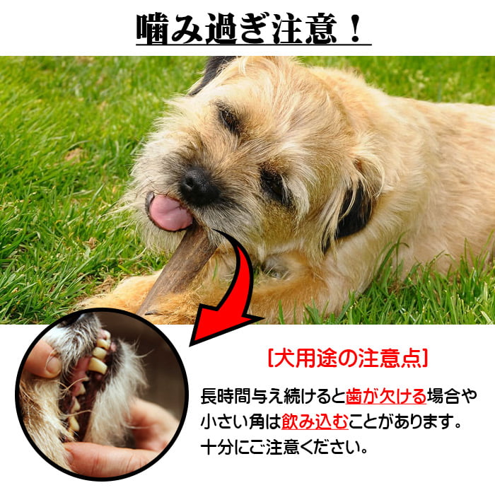 セール対象]鹿角 14-16cm 半割カット 1本 【ネコポス送料無料