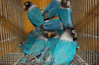 IN-364 コバルトボタンインコ 1羽の価格 | キットウココ ペット部