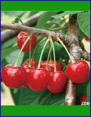 さくらんぼ | 菊地園芸 苗木 果樹苗木 専門店