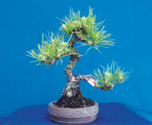 商品カタログ ｜ 神高松寿園