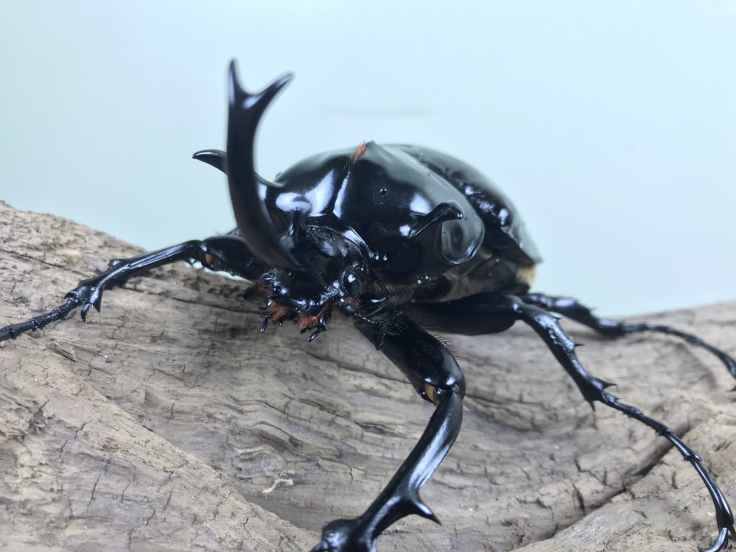 仲間紹介】マルスゾウカブト – 株式会社栄農人