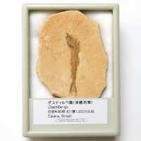 FB208 魚の化石 ダスティルベ属 (産地 ブラジル) - 紀伊國屋書店ウェブ