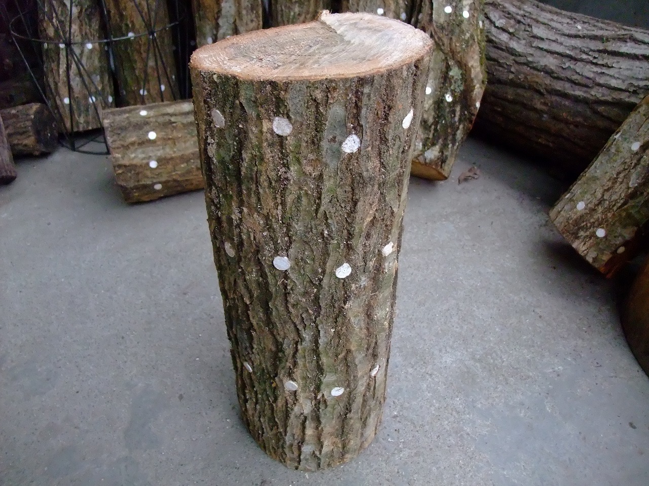 大阪府高槻市の高槻しいたけセンター｜こだわりの新鮮しいたけ