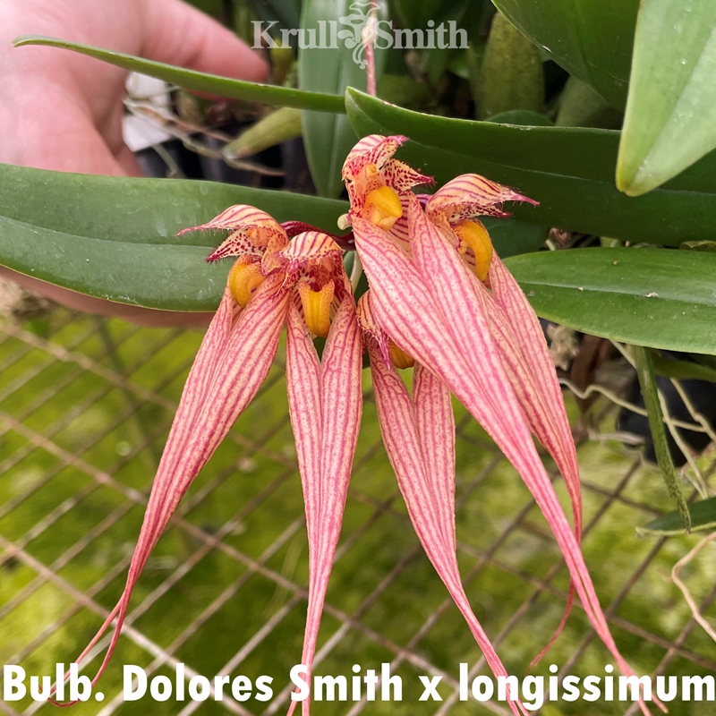 Bulbophyllum Dolores Smith x longissimum