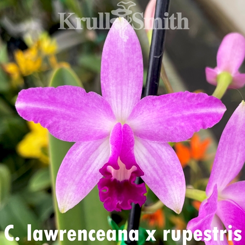 Cattleya lawrenceana x rupestris