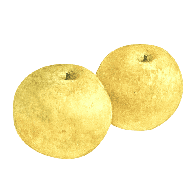 梨｜薬膳食材図鑑 ｜カンポフルライフ by クラシエの漢方