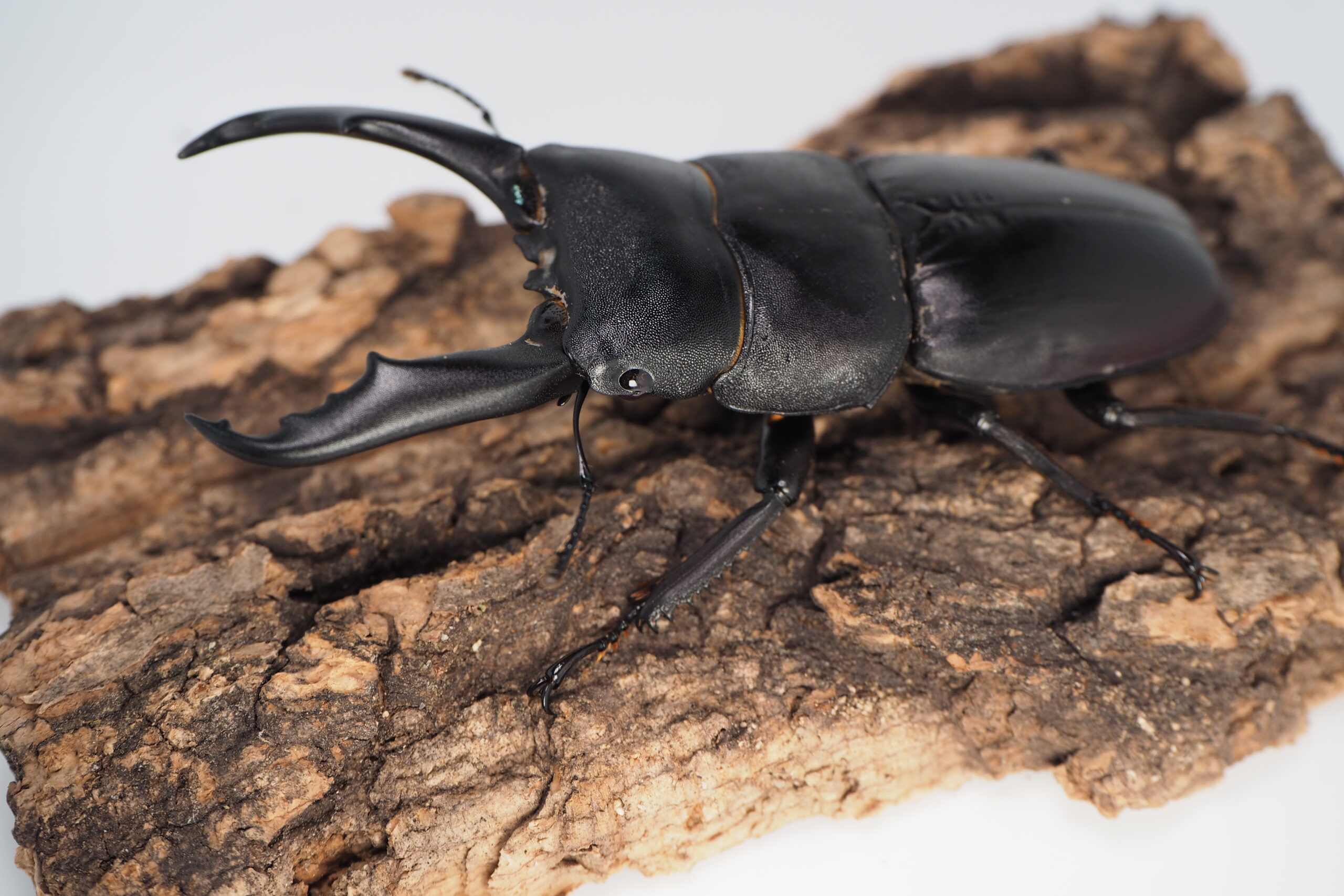 販売生体 - クワカブの部屋