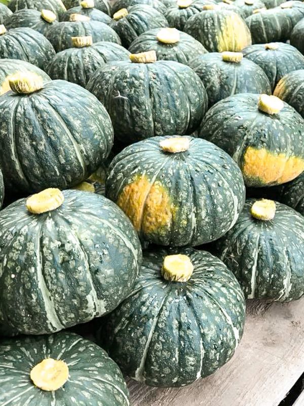 みやこかぼちゃ 10kg(露地トンネル栽培) - クマザワ農園