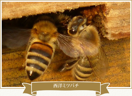 美味しさの秘密 | 『はちみつの恵み マダムケティーの粂田農園』