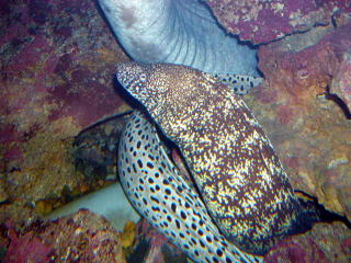 串本海中公園／水族館の人気者／ウツボ