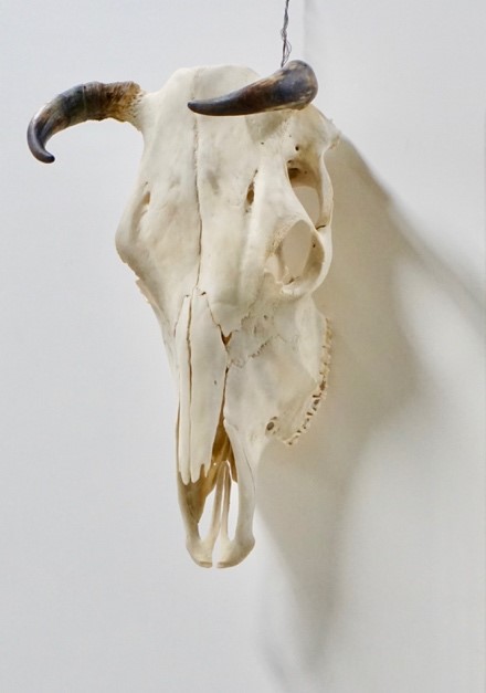 洋画コース】「牛頭骨に愛を」～1年次スクーリング科目紹介～ | 洋画