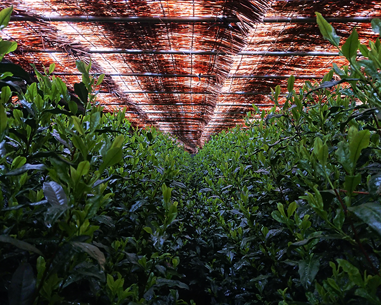 会社案内｜福岡県 八女茶【星野製茶園】