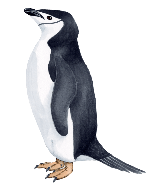 ペンギンライブラリー［Penguin Library］｜ホシザキ株式会社