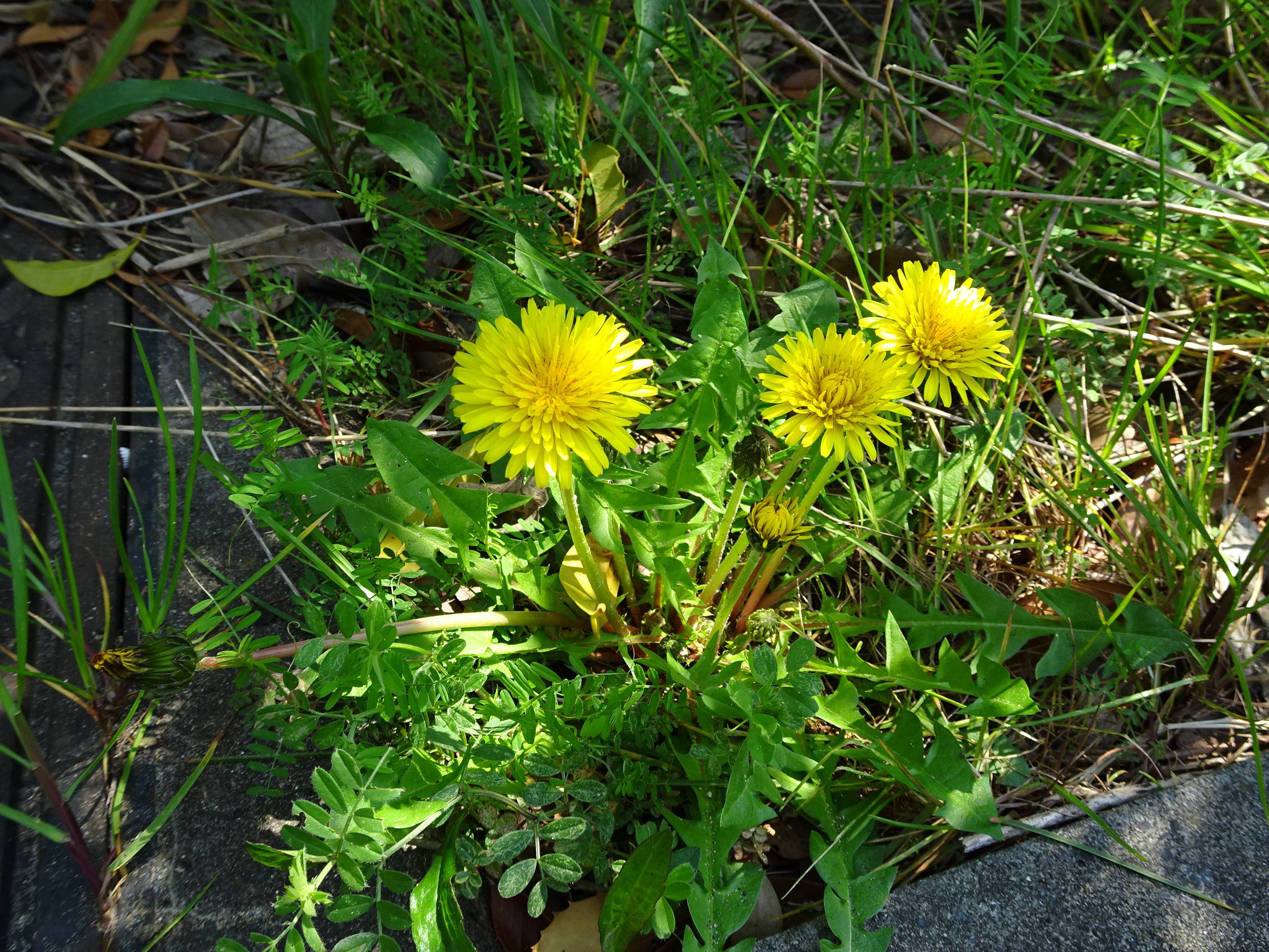 タンポポ ～|ズーラシア春夏秋冬｜ブログ|よこはま動物園ズーラシア