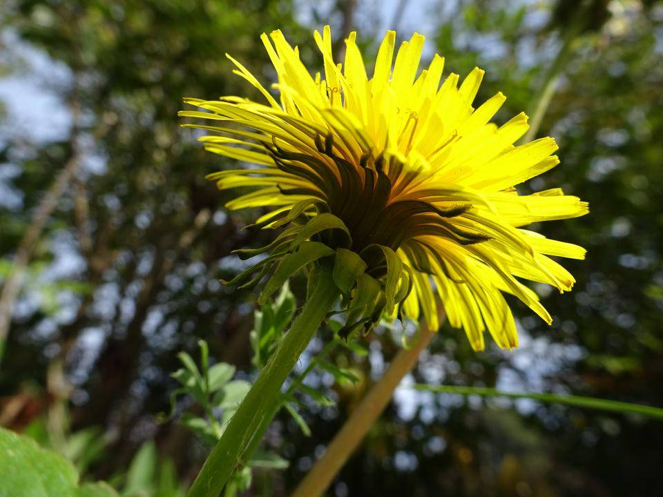 タンポポ ～|ズーラシア春夏秋冬｜ブログ|よこはま動物園ズーラシア