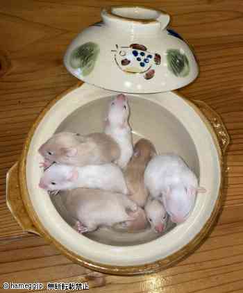 種類が「ゴールデン全て」の画像 (1/37) - 写真館 - ハムスター専門