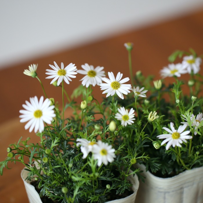 自分で植える】ミニバラグリーンアイスとニゲラアンティークブルーの