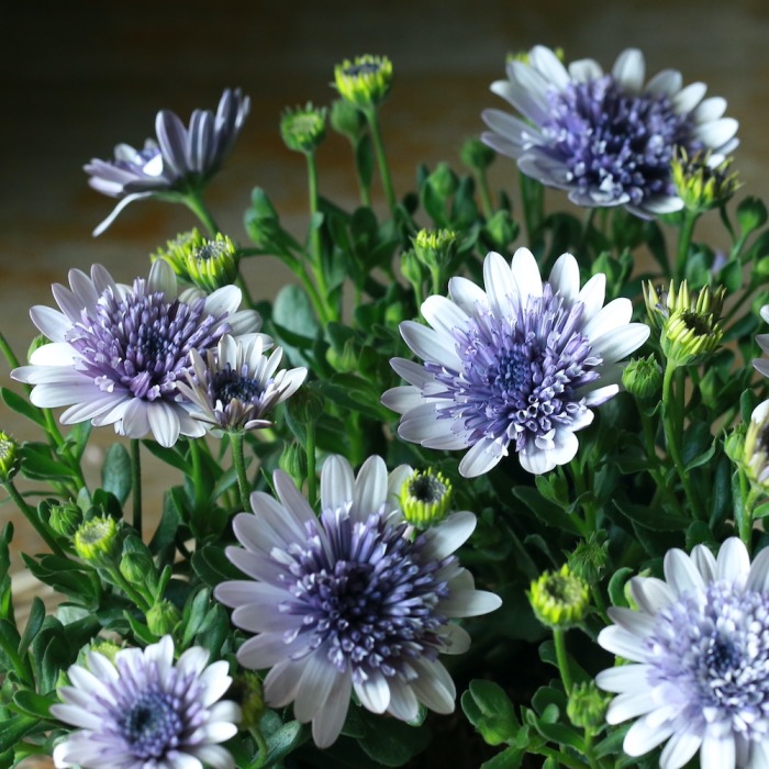 自分で植える】オステオスペルマムと忘れな草の花苗セット（東京発送