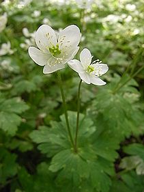 二輪草（ニリンソウ）