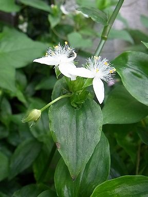 常盤露草 写真集