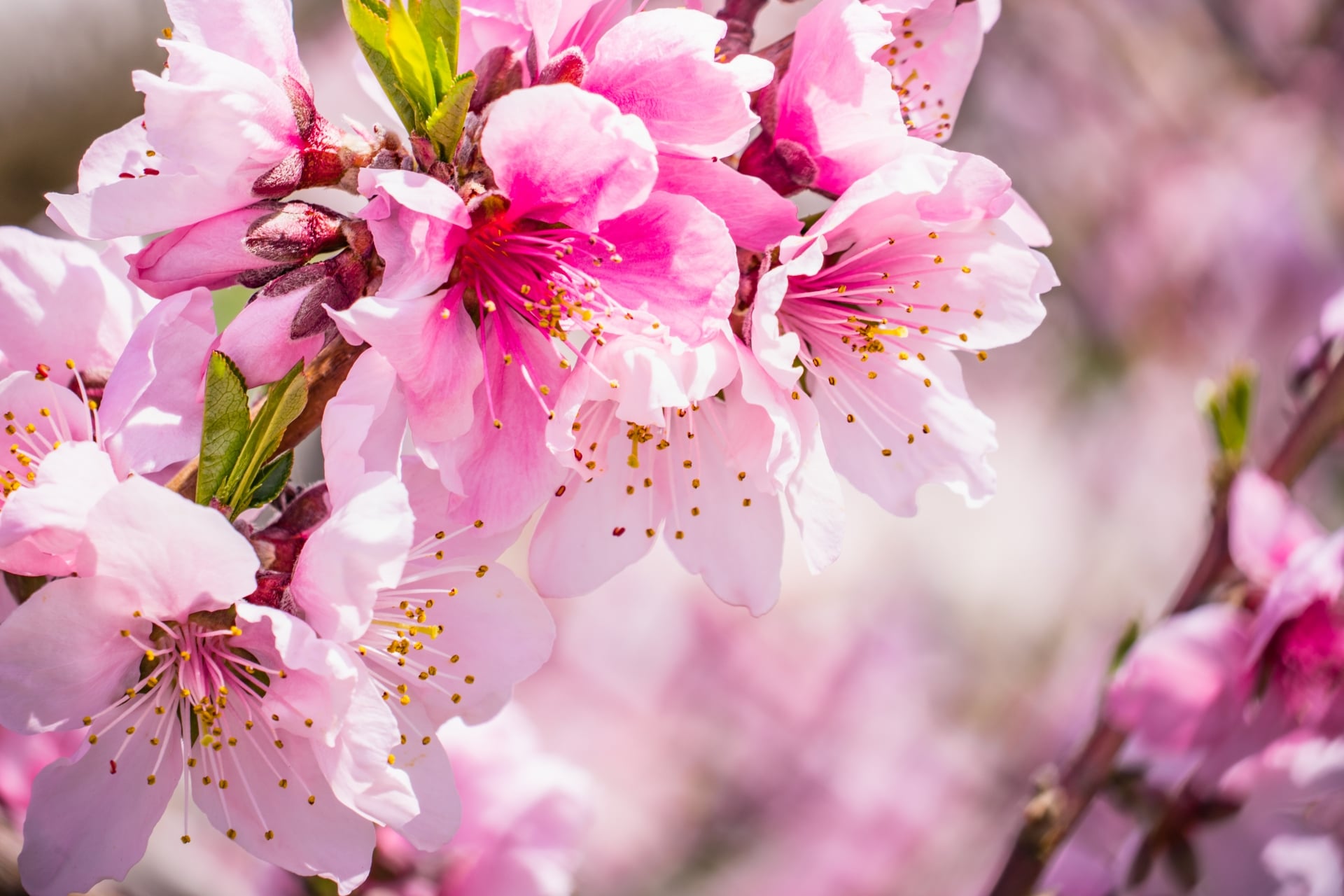 桜梅桃李（おうばいとうり） | Hanaimoブログ｜お花の通販 花以想（は