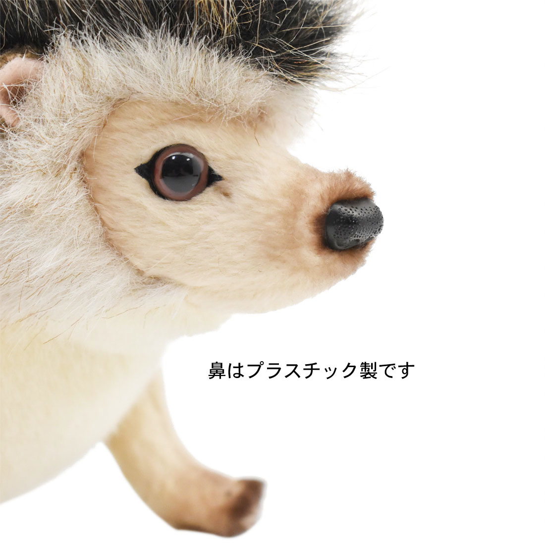 ピグミーヘッジホッグ 23 | HANSA