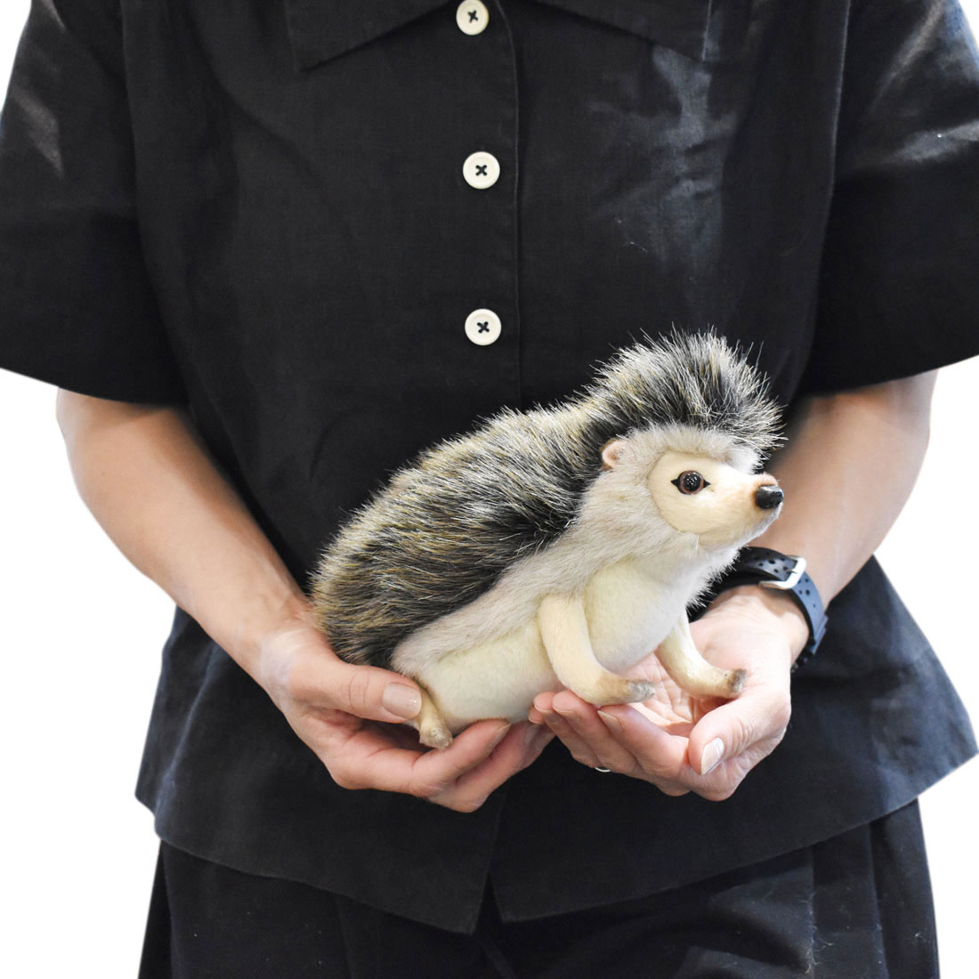 ピグミーヘッジホッグ 23 | HANSA