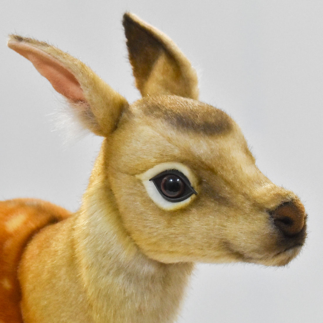 ニホンジカ 55 | HANSA