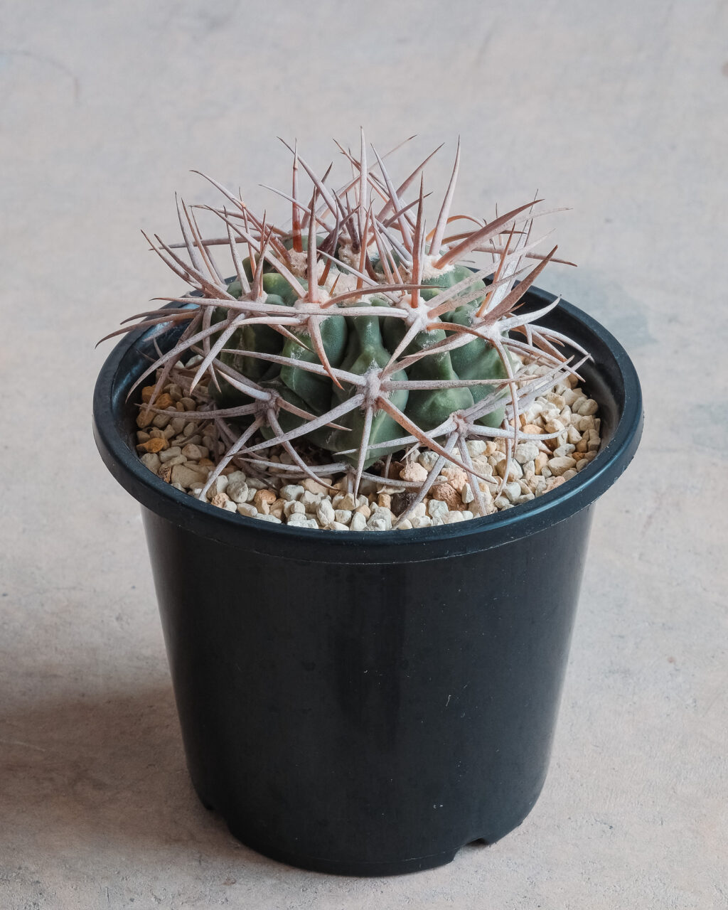 3号ポット】ギムノカリキュウム・フェロシオール（応天門） – HANS