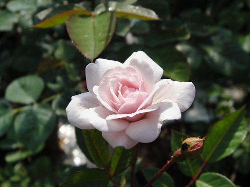 オールドローズ四季咲き大苗 マリー パヴィエ Herb&Rose バラ苗販売