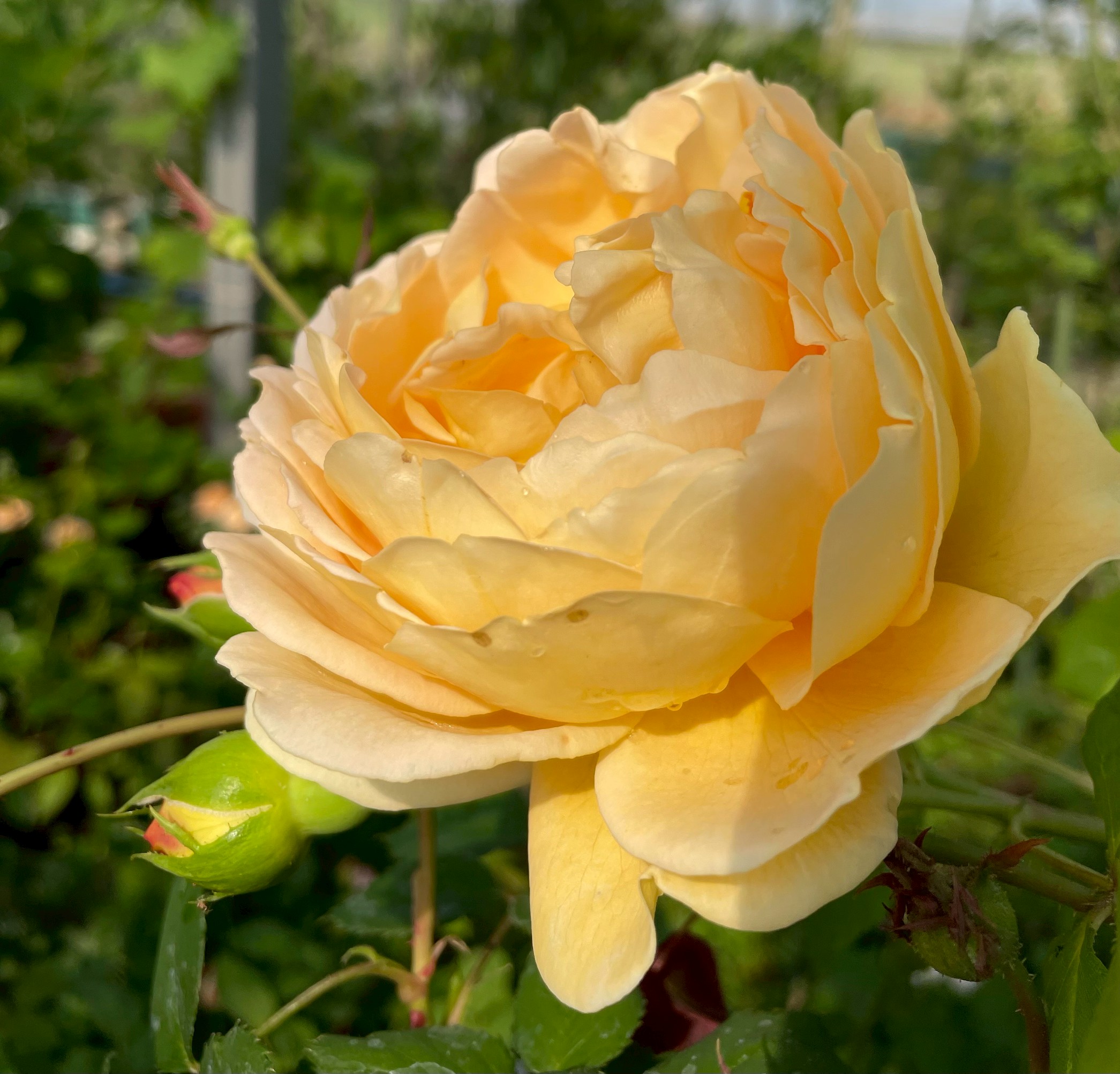 廃盤イングリッシュローズ大苗 アブラハムダービー Herb&Rose バラ苗