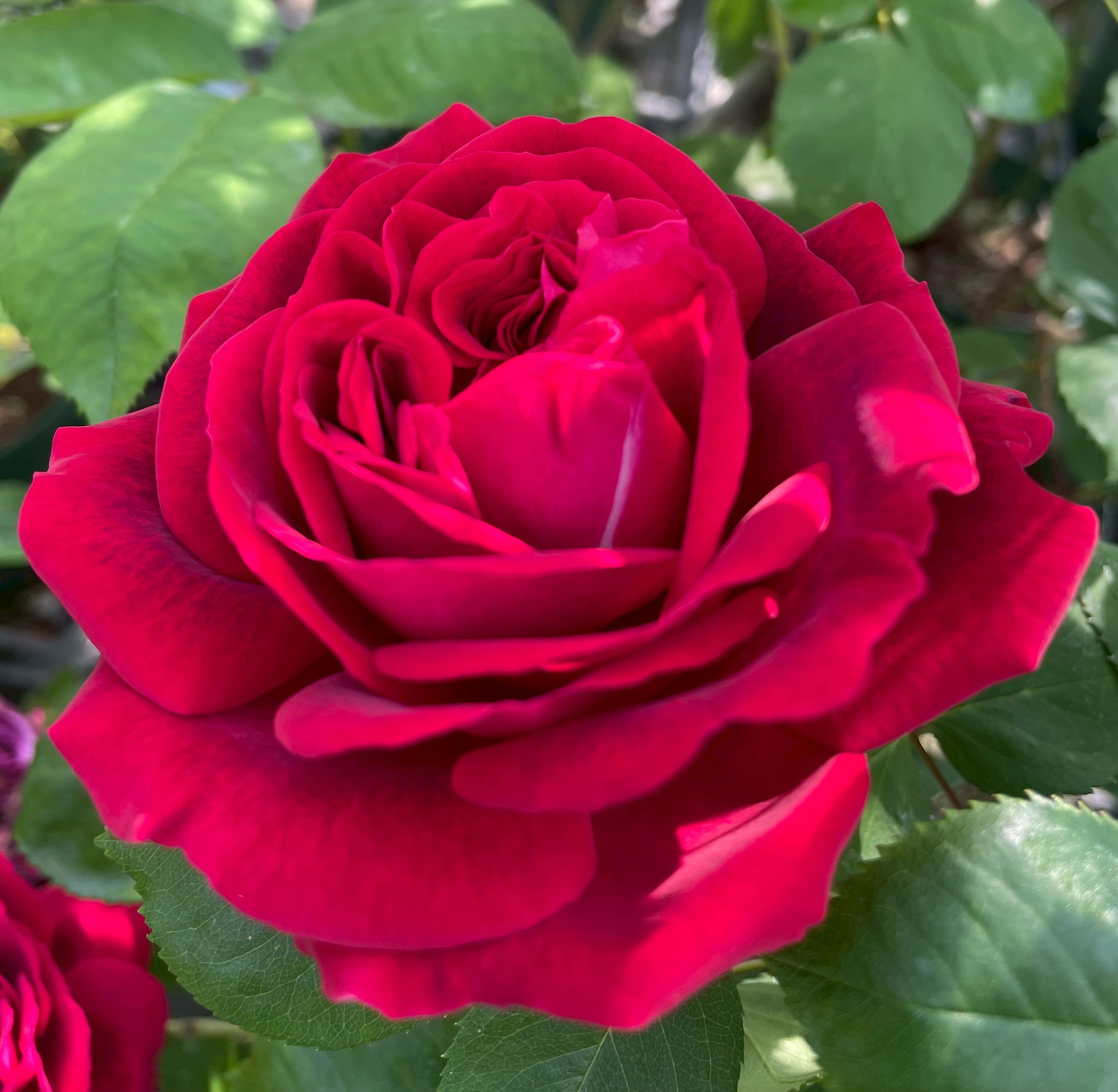 オールドローズつるバラ大苗強香 ブラック プリンス Herb&Rose バラ苗