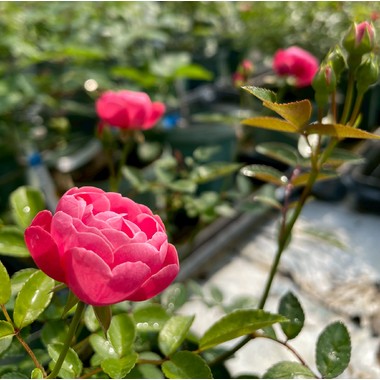 オールドローズ四季咲き大苗 マザーズデイ Herb&Rose バラ苗販売 商品