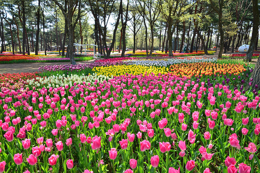 チューリップ | 国営ひたち海浜公園公式ホームページ