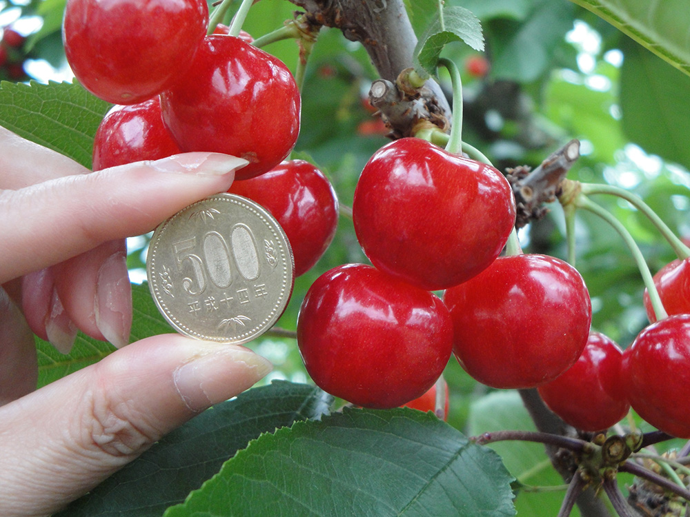 やながわ農園 | 東根さくらんぼ 地理的表示（GI）保護制度
