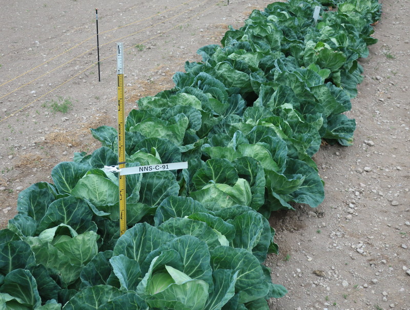 品種登録迅速化総合電子化システム