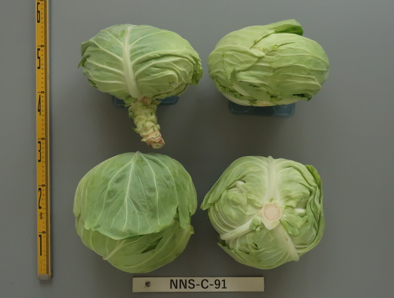 品種登録迅速化総合電子化システム