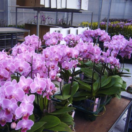 品種登録迅速化総合電子化システム