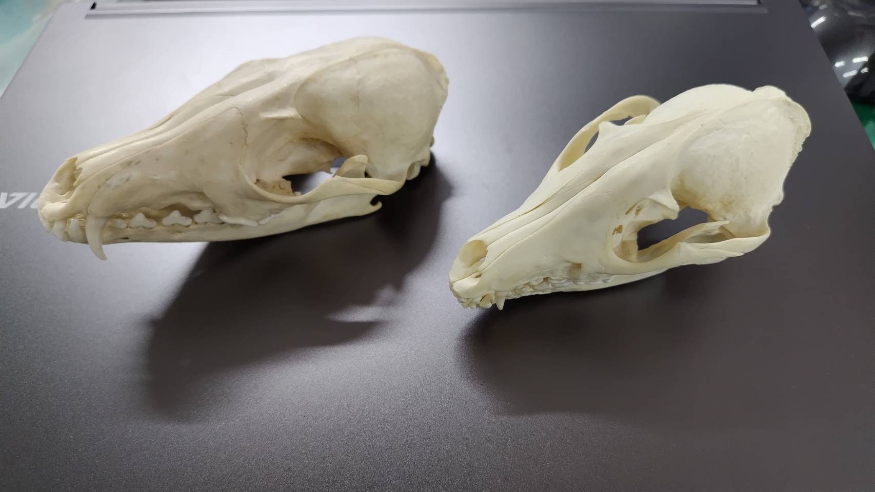 実は3K、標本作成～骨格標本ができるまで～ | 集まれ！北海道の学芸員