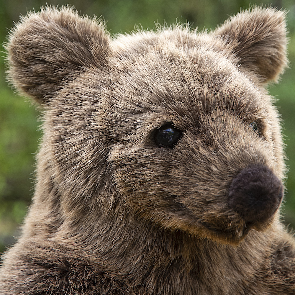 3090 ブラウンベア（大）：おもちゃ：百町森