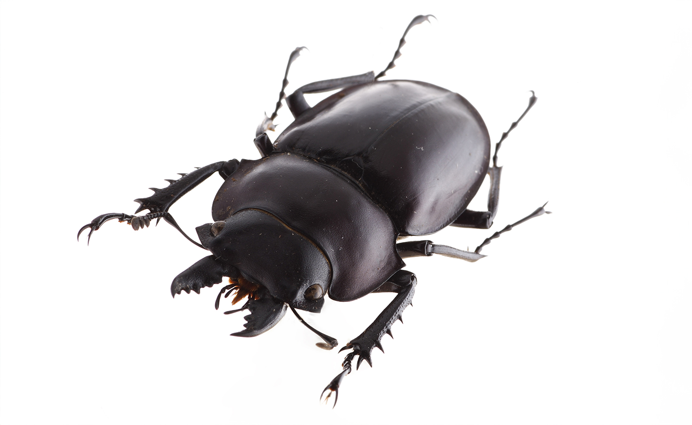 ヤエヤママルバネクワガタ | 【標本ナビ】多様性生物希少標本ネットワーク