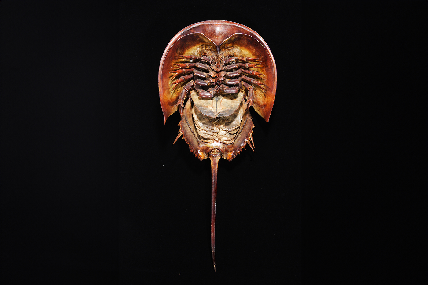 カブトガニ | 【標本ナビ】多様性生物希少標本ネットワーク