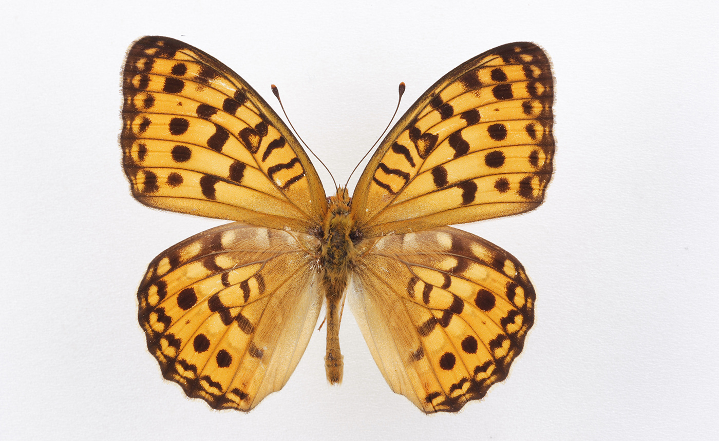 オオウラギンヒョウモン | 【標本ナビ】多様性生物希少標本ネットワーク