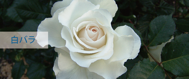 相原バラ園 / 白いバラ