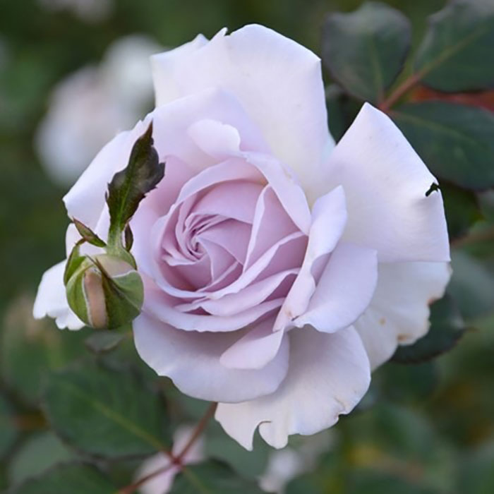 相原バラ園 / コントレイル（ロサ・オリエンティスP）【大苗】