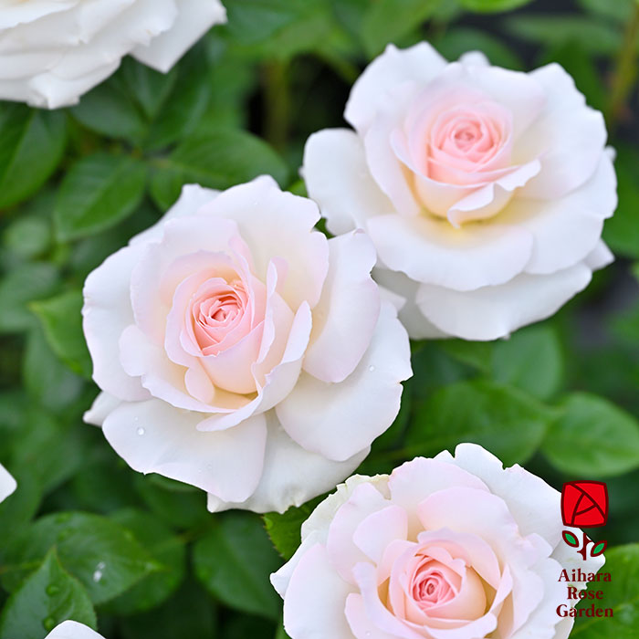 相原バラ園 / 白いバラ