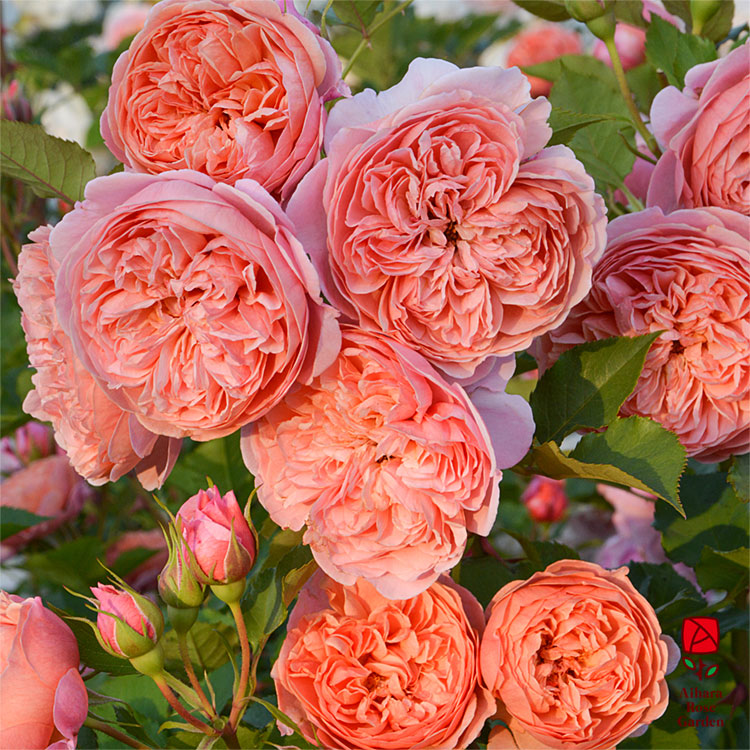 相原バラ園 / シルク・ロード（ロサ・オリエンティスP）【冬苗】