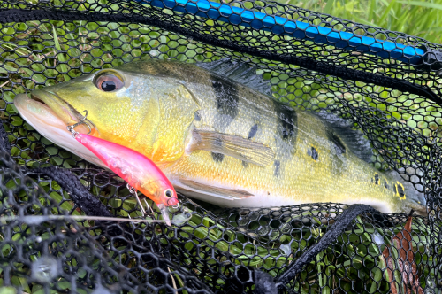 mino60S ミノ60S | 製品情報 PRODUCTS | ISM - INFINITE SEEDS MAKERS -