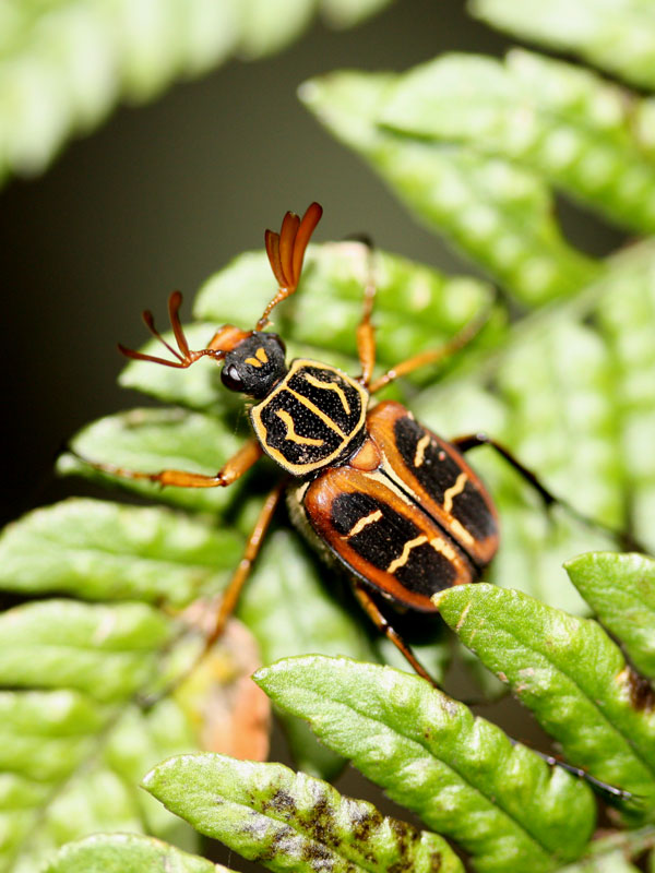 オオトラフハナムグリ（オオトラフコガネ）